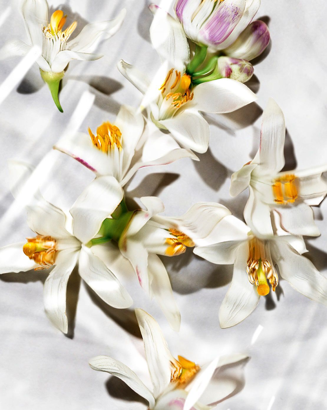 A close-up of blue lavender flowers reflected softly on a light surface.