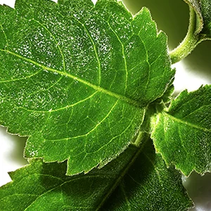 Close-up view of vibrant green leaves with intricate patterns on the surface.