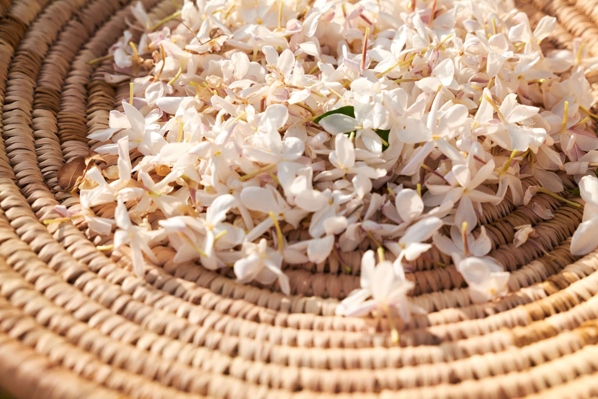 A woven basket filled with delicate white and pink jasmine flowers.