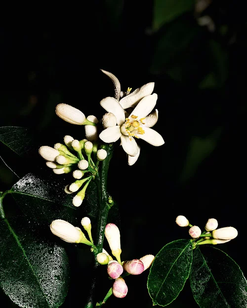 A close-up of a flowering citrus plant with delicate white blossoms and pink buds, surrounded by dark green leaves against a black background.