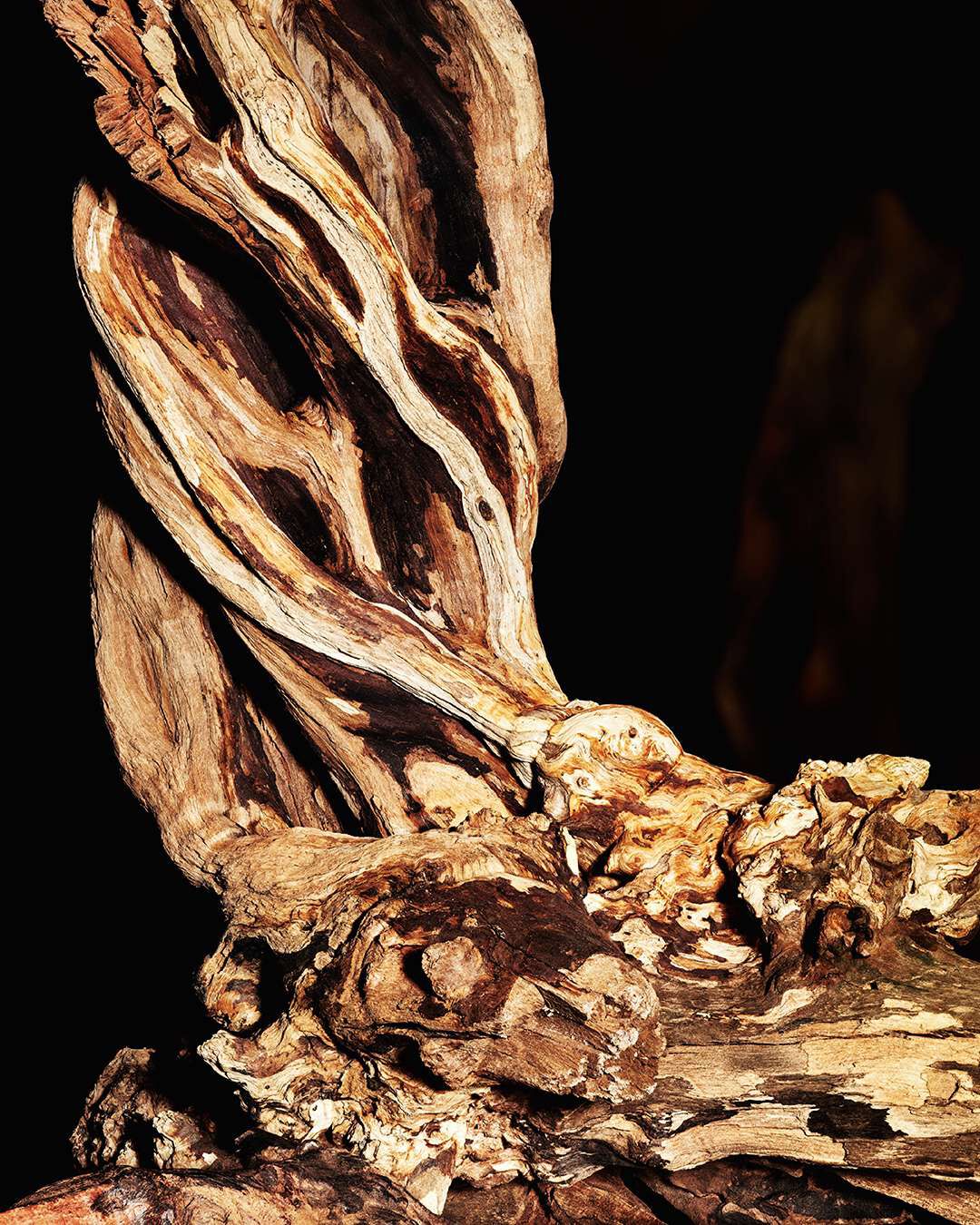 A close-up of intricately shaped, weathered wood, showcasing natural textures and patterns against a dark background.