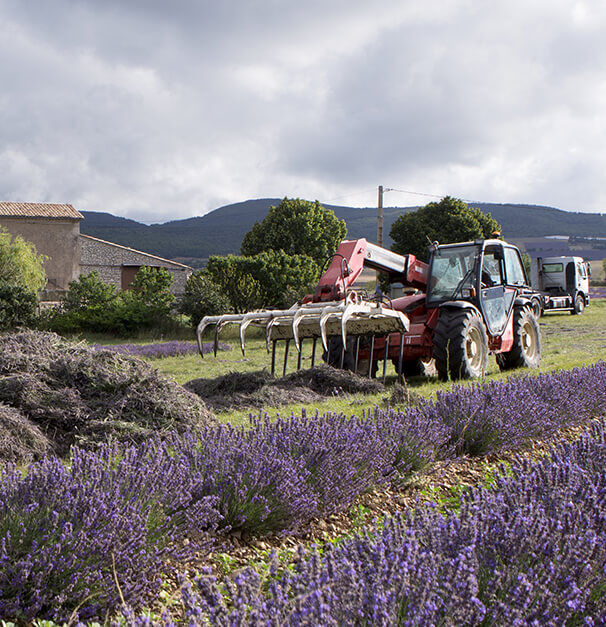 A red tractor with a front loader is working in a lavender field, surrounded by purple flowers and green trees, under a cloudy sky. In the background, a building and a truck are visible.