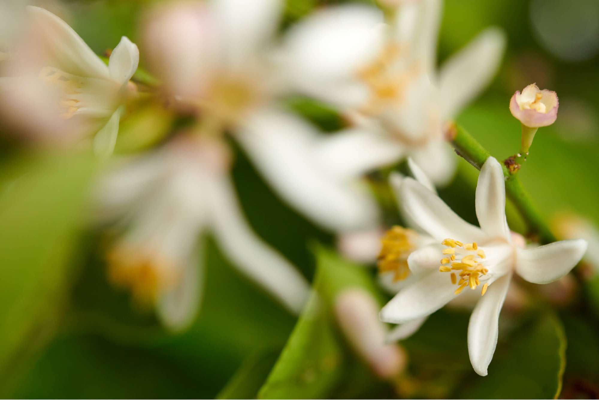 A close-up of delicate white flowers with yellow stamens, surrounded by green leaves and soft, blurred background.