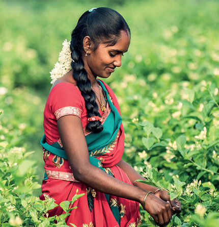 A woman in a red sari, with a braid adorned with flowers, is carefully harvesting blossoms in a vibrant green field.