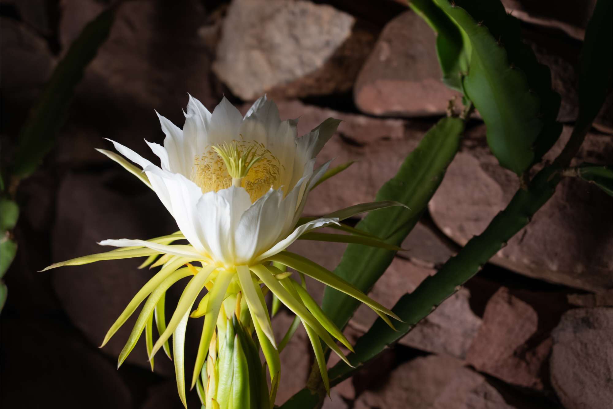 A close-up of a beautiful, blooming night-blooming cactus flower with white petals and yellow center, set against a backdrop of rocky surface and green cactus leaves.