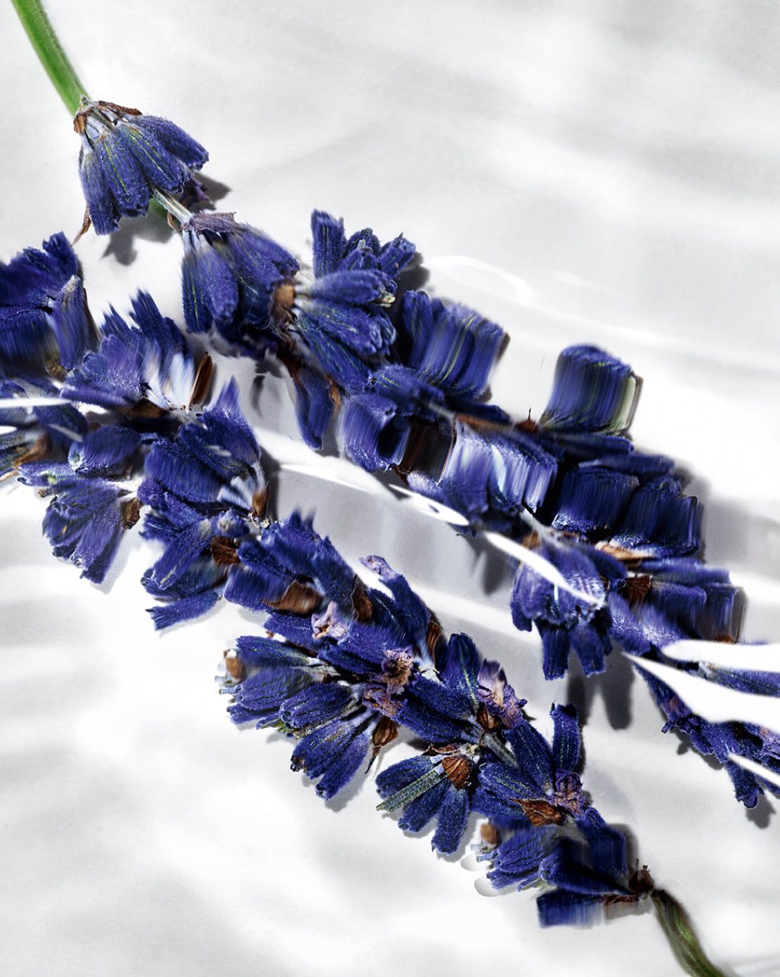 A close-up of delicate white flowers with yellow and purple accents arranged on a light fabric background.