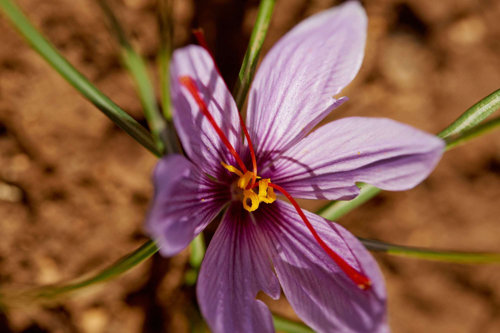 A close-up of a blooming saffron flower with delicate purple petals and vibrant red stamens, set against a blurred earthy background.