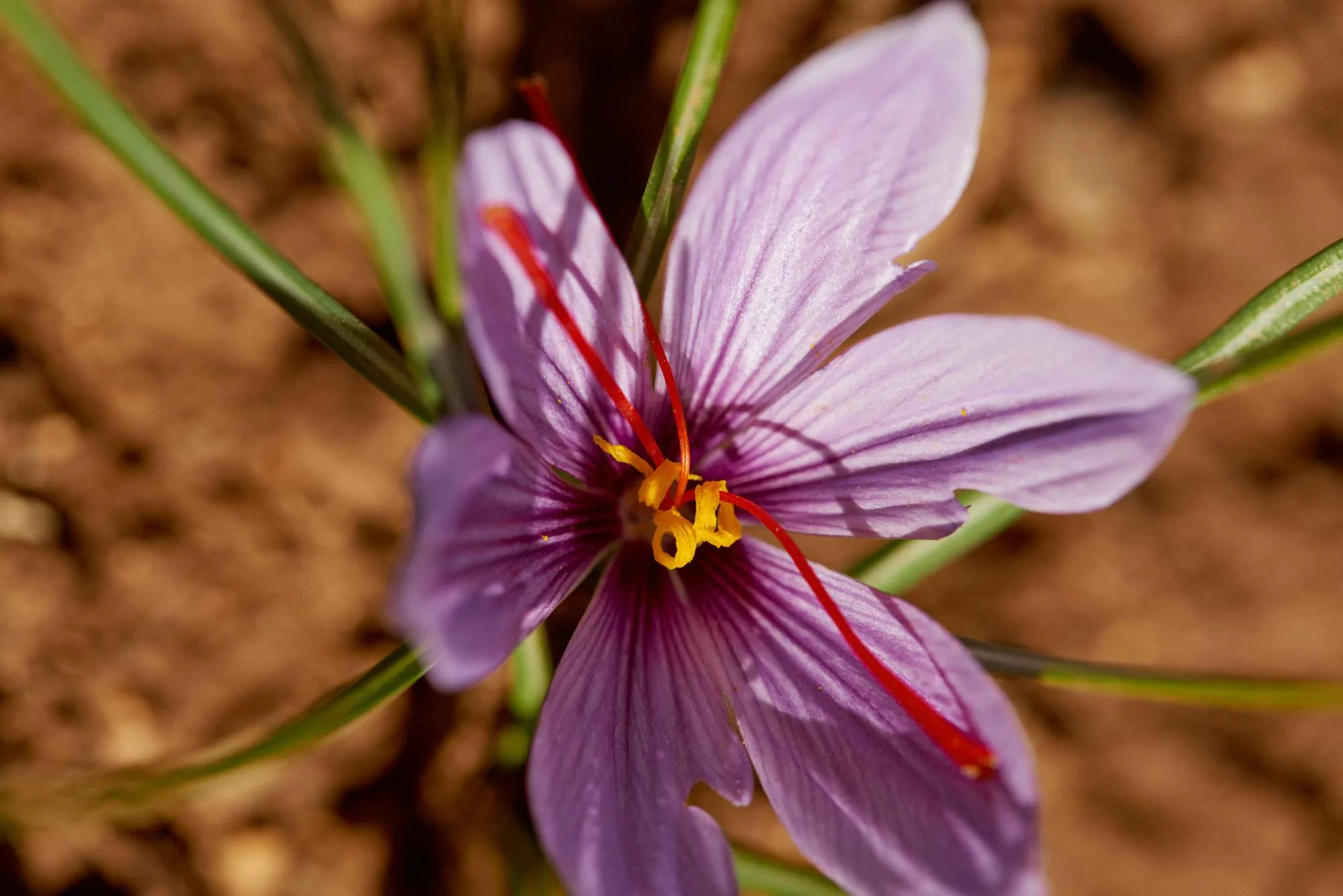 A close-up of a blooming saffron flower with delicate purple petals and vibrant red stamens, set against a blurred earthy background.