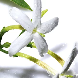A close-up of a white jasmine flower with green stems, glistening with water droplets against a bright background.