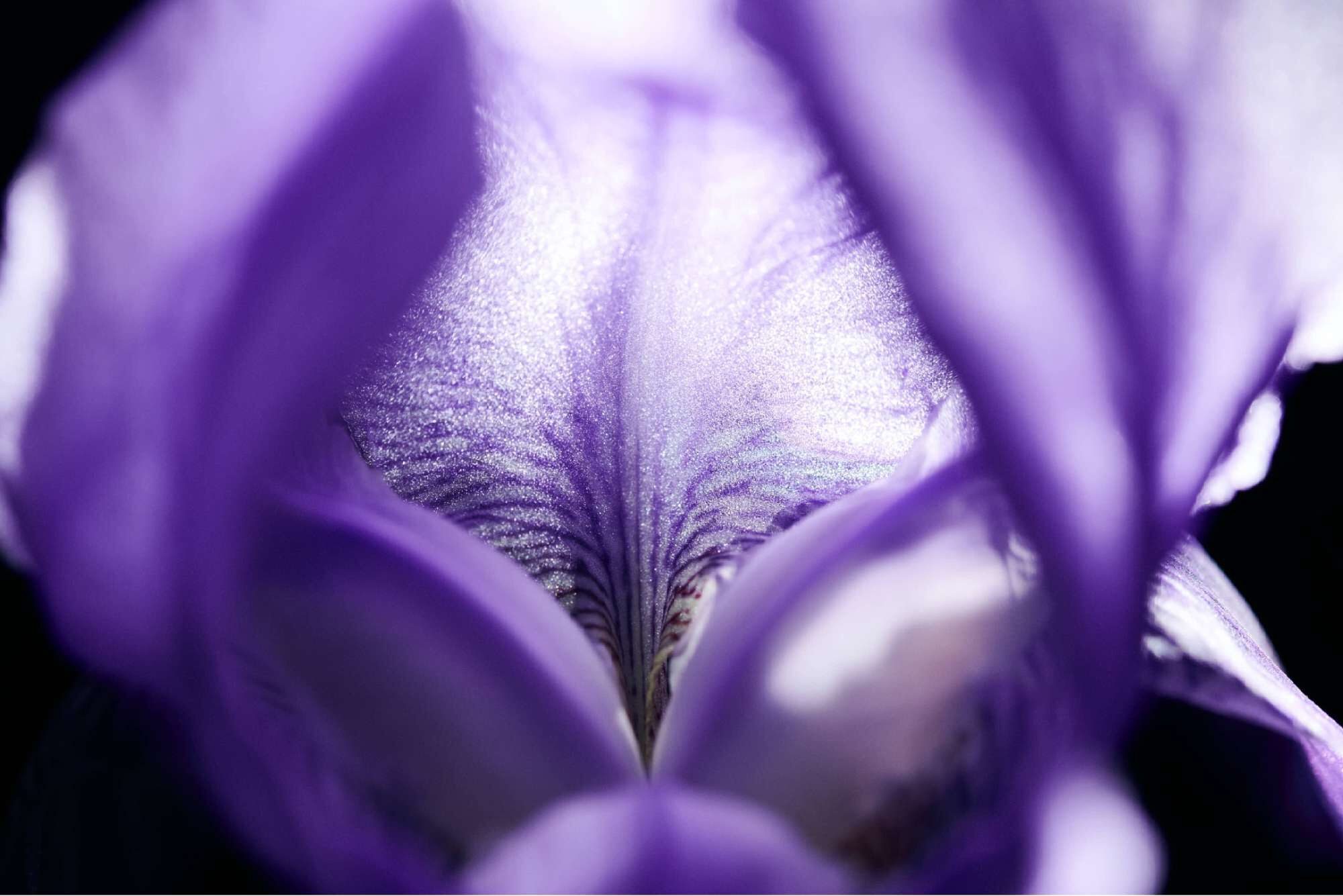 Close-up of a purple iris flower, showcasing its delicate petals and intricate textures against a dark background.