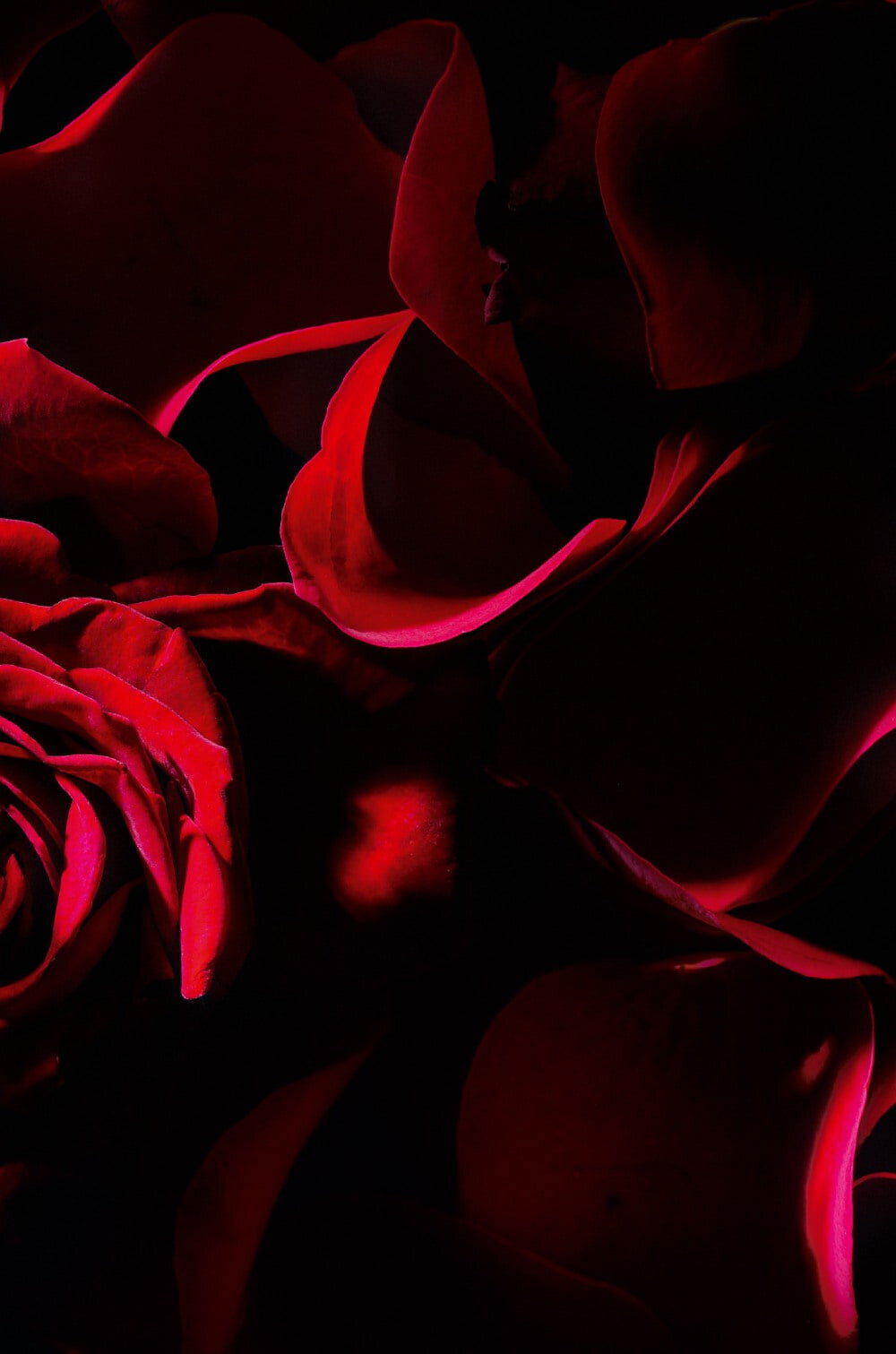 A close-up of deep red roses with velvety petals, creating a dramatic and romantic atmosphere against a dark background.