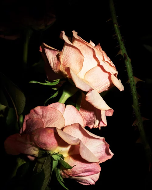 Two delicate, pale pink roses bloom against a dark background, highlighting their soft petals and intricate details, with thorny stems adding contrast.