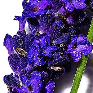 A close-up of vibrant purple flowers with droplets of water on their petals, highlighting their rich texture and color.