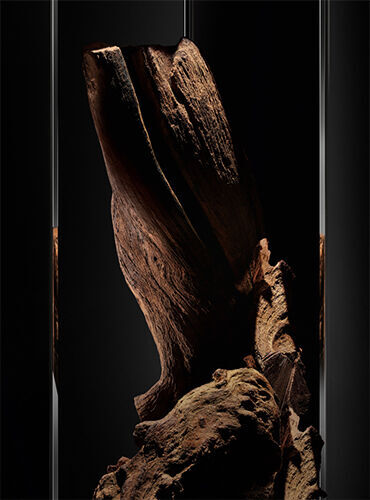 A close-up view of a textured piece of wood, showcasing its intricate patterns and natural curves, set against a dark background.