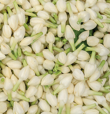 A close-up of a cluster of small, white flower buds with green stems, arranged densely together.