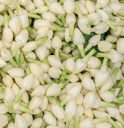 A close-up view of numerous small, white flower buds with green stems.