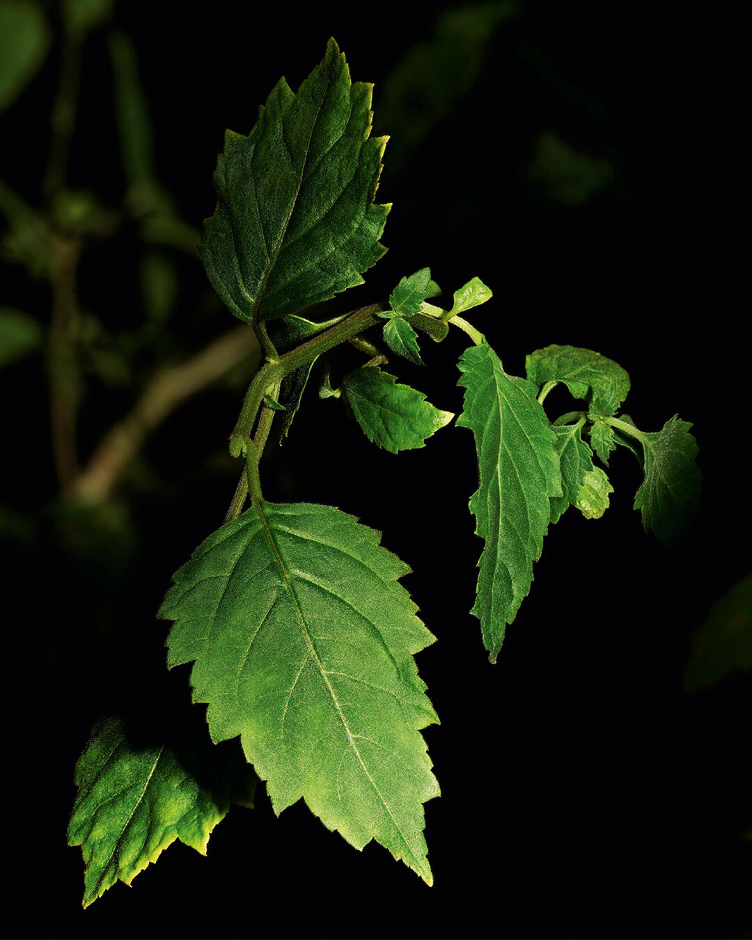A close-up view of vibrant green leaves against a dark background, showcasing their natural texture and details.