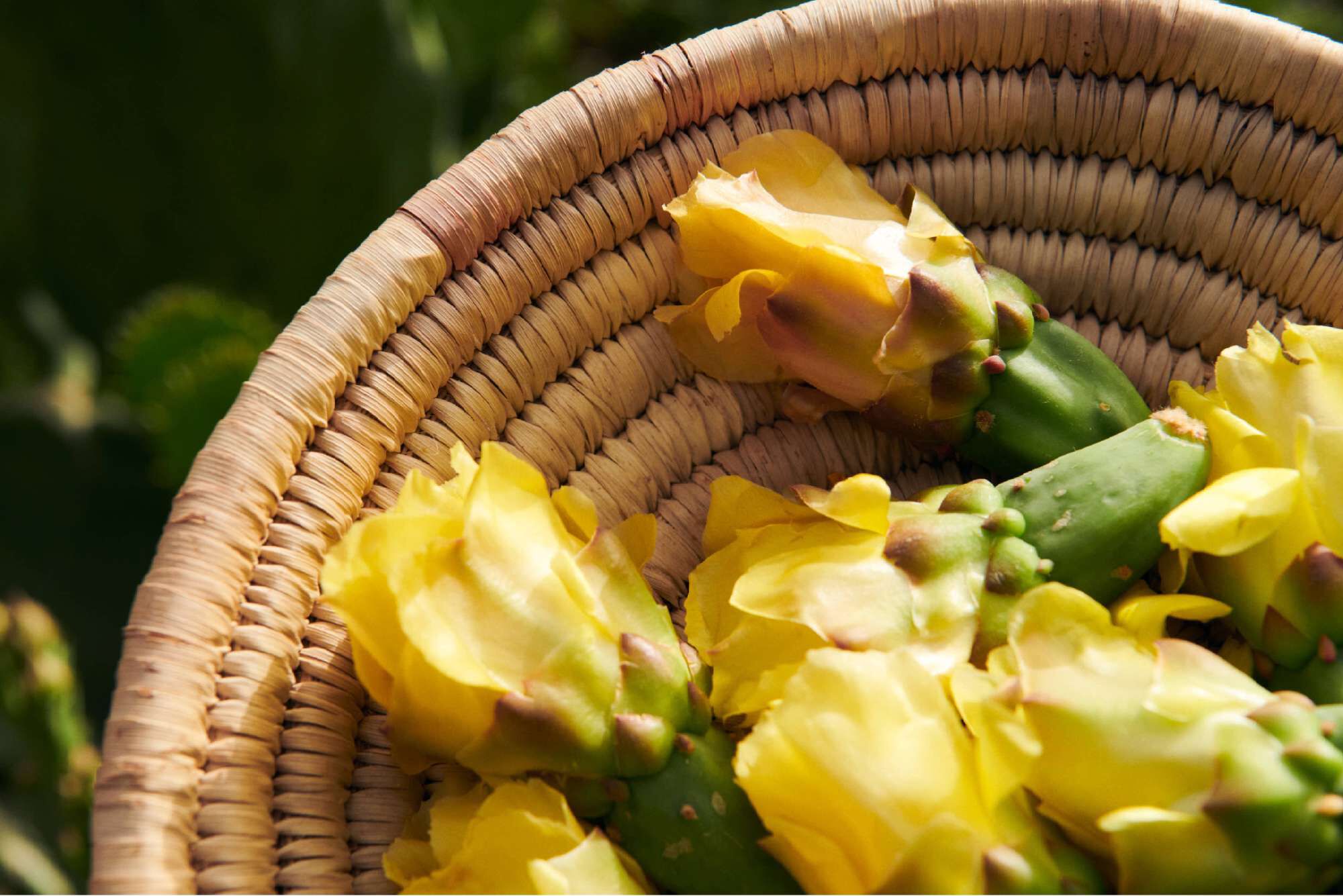 A woven basket filled with yellow cactus fruit and blooming flowers, set against a green background.