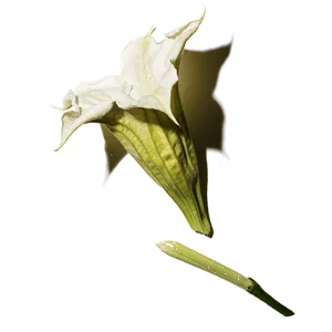 A close-up of a white flower, resembling a trumpet shape, with a green stem and a small broken piece of stem nearby.