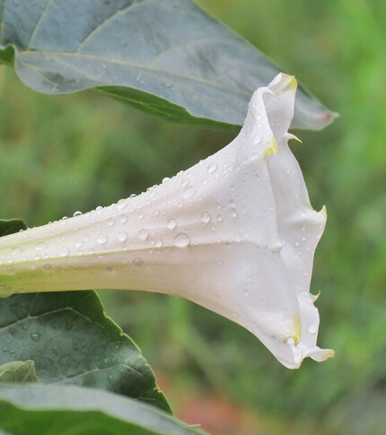 A close-up of a white trumpet flower adorned with raindrops, surrounded by green leaves.