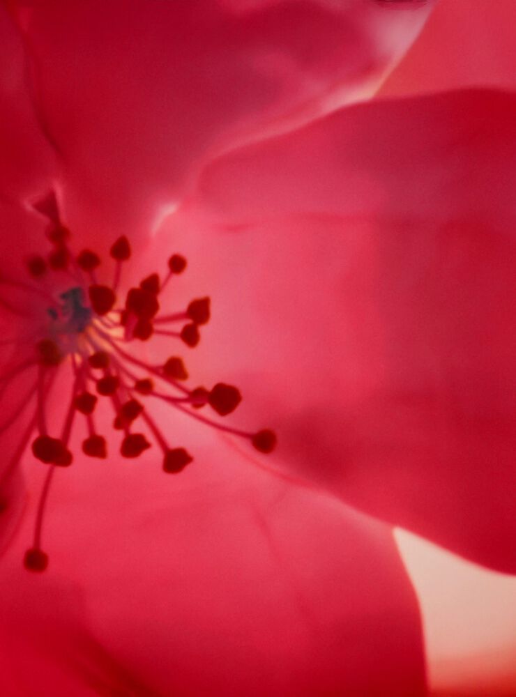 A close-up of a pink flower, featuring delicate petals and prominent stamen with tiny red tips. The image has a soft focus with a gradient background.