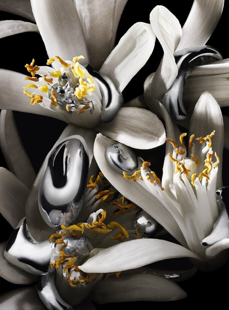 A close-up of stylized white flowers intermingled with glossy metallic elements, set against a black background. The combination creates a striking contrast between the natural and the surreal.