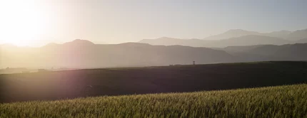 A serene landscape at sunrise, featuring rolling hills and distant mountain ranges under a soft, golden light. A field of tall grass stretches in the foreground, creating a tranquil atmosphere.