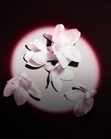 White jasmine flowers highlighted against a dark background, showcasing the raw ingredients of the fragrance.