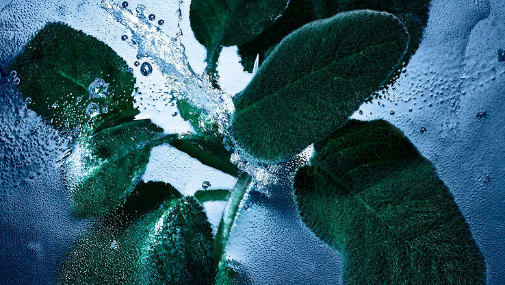 Fresh sage leaves with water and ice, representing the aromatic and 
cool notes of YSL Y Eau de Toilette Intense Iced Cologne.