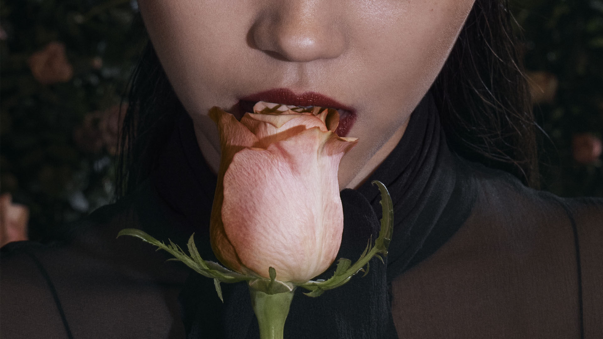 Close-up of a person with dark red lipstick gently biting a peach-colored rose.
