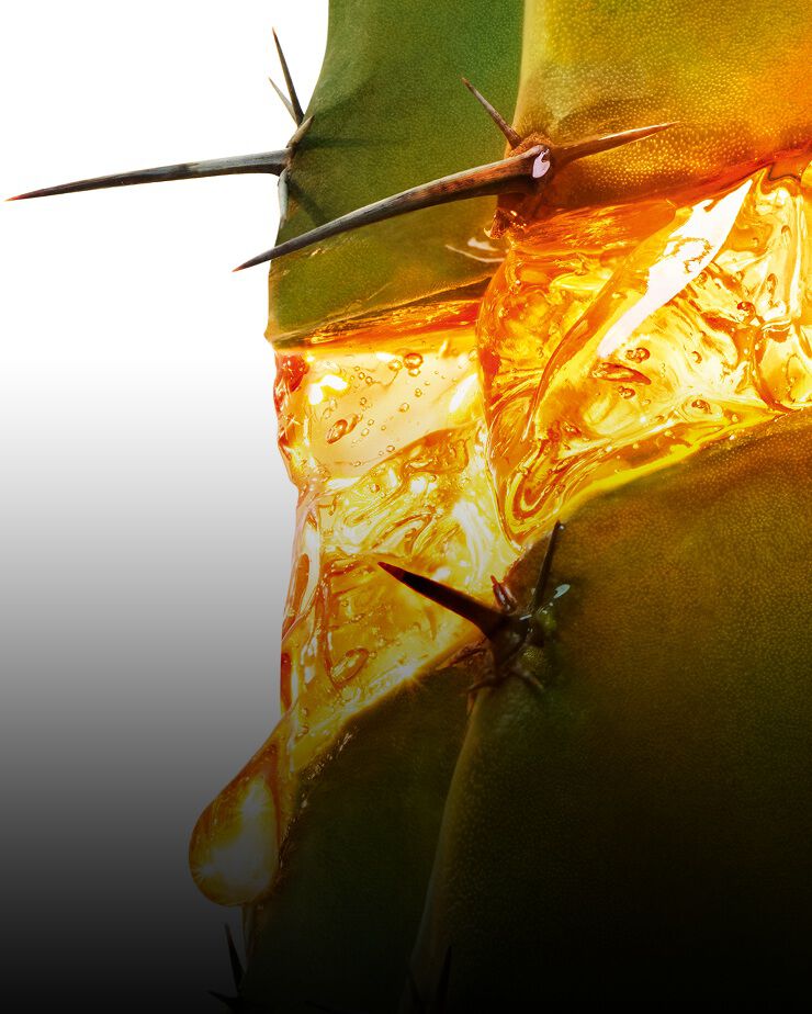 Close-up of moonlight cactus with golden sap