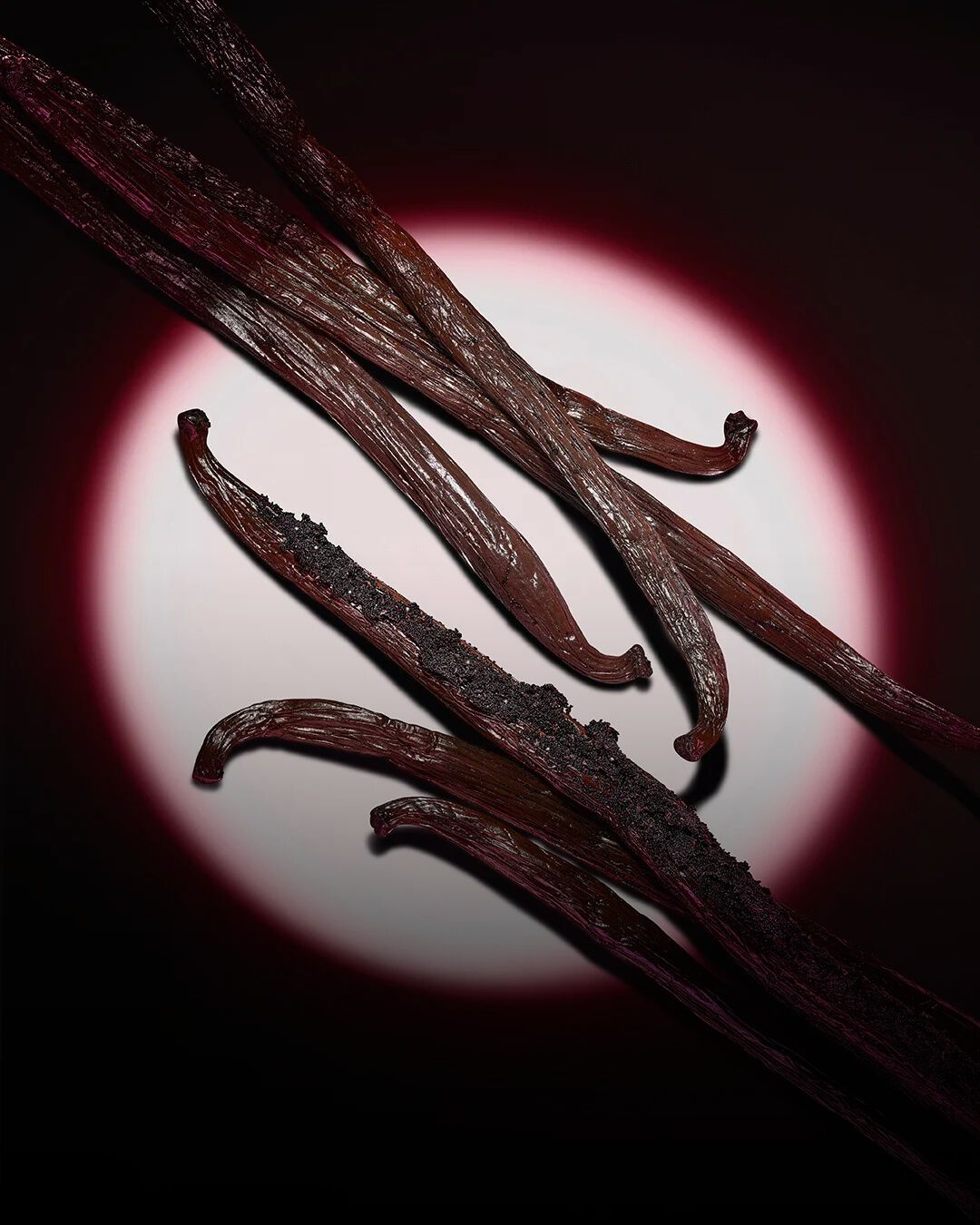 Close-up of dark vanilla pods highlighted by a pink circular spotlight on a dark background.