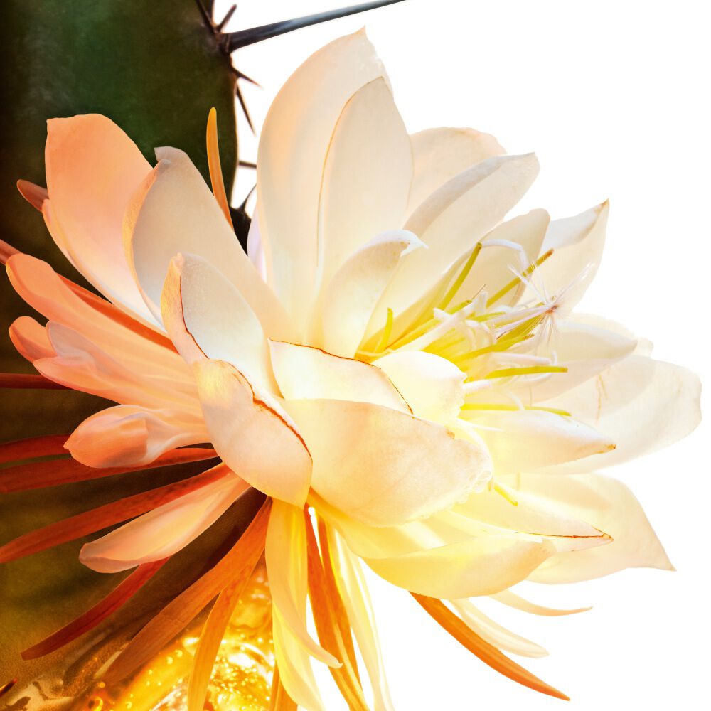 Moonlight cactus flower close-up