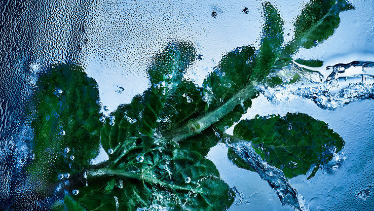 Fresh mint leaves encased in ice and water, symbolizing the 
invigorating essence of YSL Y Eau de Toilette Intense Iced Cologne.
