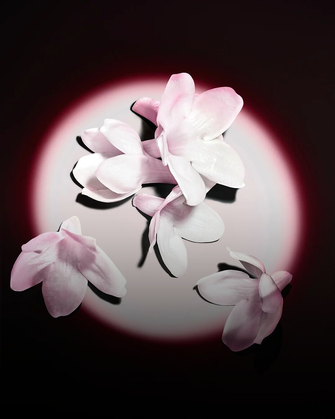 White jasmine flowers highlighted against a dark background, showcasing the raw ingredients of the fragrance.