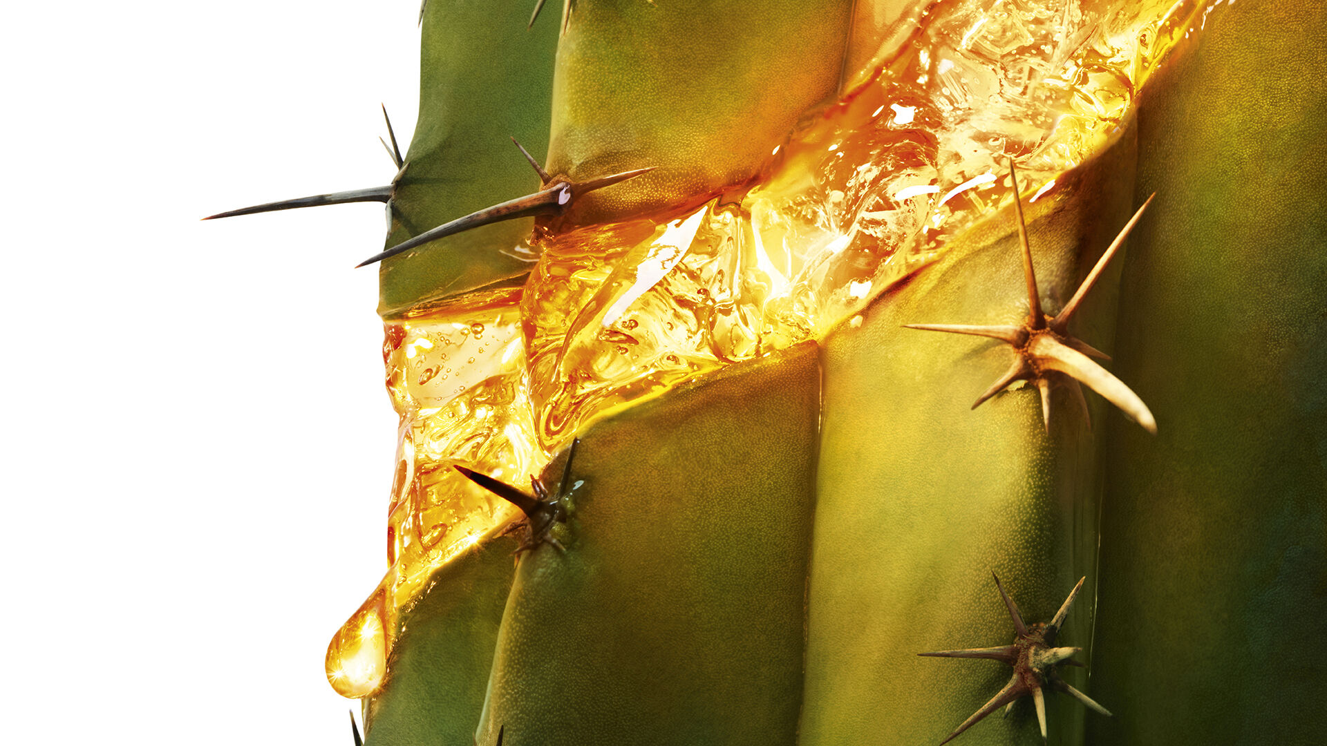 Moonlight cactus with golden serum